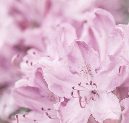 Pale pink Rhododendron flower petals. Macro flowers background for holiday design. Soft focusの写真素材