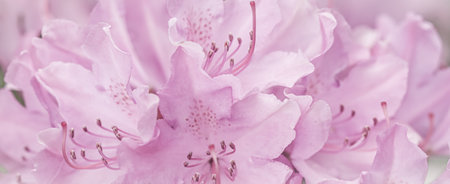 Pale pink Rhododendron flower petals. Macro flowers background for holiday design. Soft focusの写真素材