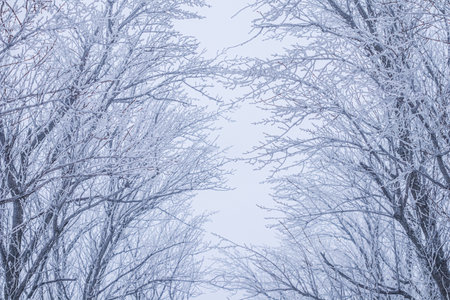 Background of tree branches covered with frost. Landscape of nature with fog and white snow. Winter holiday conceptの写真素材