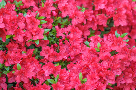 Blooming red azalea flowers with dew drops in spring garden. Gardening concept. Floral backgroundの写真素材