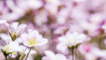 Delicate white pink flowers of Saxifrage moss in spring garden. Floral backgroundの写真素材