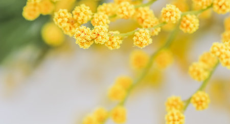 Sprigs of mimosa on a white background. Spring concept. High quality photoの写真素材