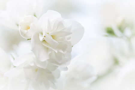 Soft focus, abstract floral background, White terry Jasmine flower petals. Macro flowers backdrop for holiday brand designの写真素材