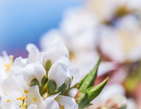 Beautiful white flowers of plum in the spring garden on a sunny day against blue skyの写真素材