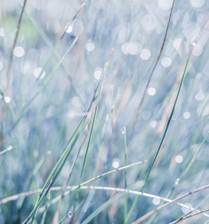 Blue white background of ornamental grass Festuca glauca with water drops. Soft focusの写真素材