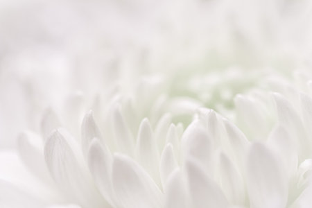 Abstract floral background, white purple chrysanthemum flower petals. Macro flowers backdrop for holiday design. Soft focusの写真素材