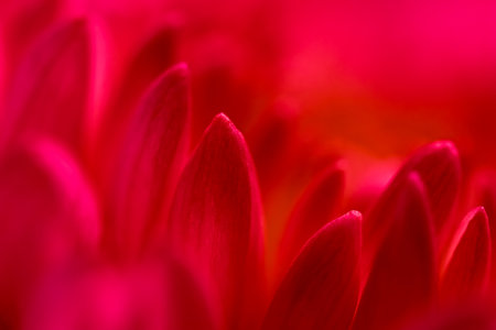Abstract floral background, red purple chrysanthemum flower petals. Macro flowers backdrop for holiday design. Soft focusの写真素材