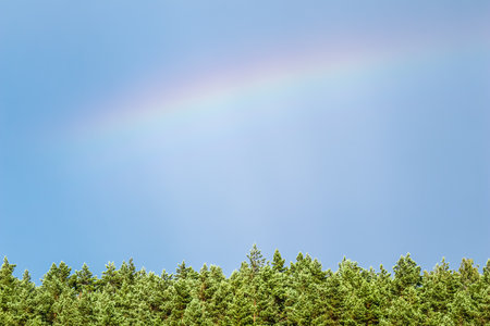Rainbow over the pine forest in the blue sky. High quality photoの写真素材