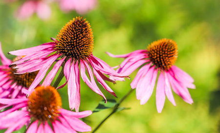Echinacea purpurea, coneflower. Beautiful purple flowers with dew drops in the gardenの写真素材