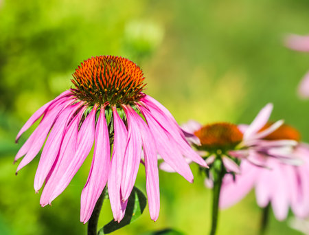 Echinacea purpurea, coneflower. Beautiful purple flowers in the sunny gardenの写真素材