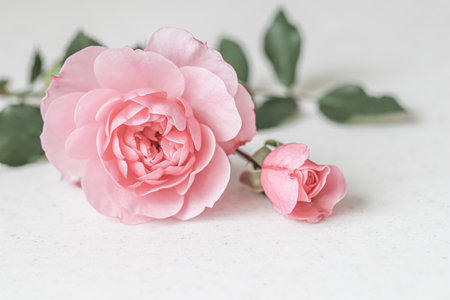 Pale pink rose flower isolated on white background. soft focus. Macro flowers backdrop for holiday brand designの写真素材