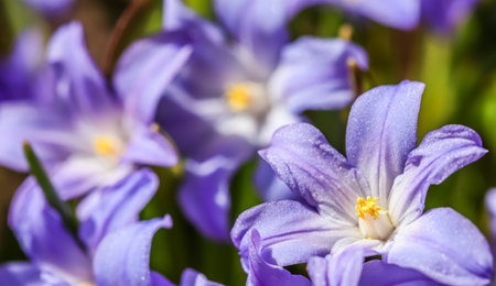 Blooming beautiful blue Chionodoxa flowers in the spring gardenの写真素材