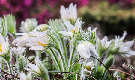 Opening beautiful white silky flowers pulsatilla alpina in spring gardenの写真素材