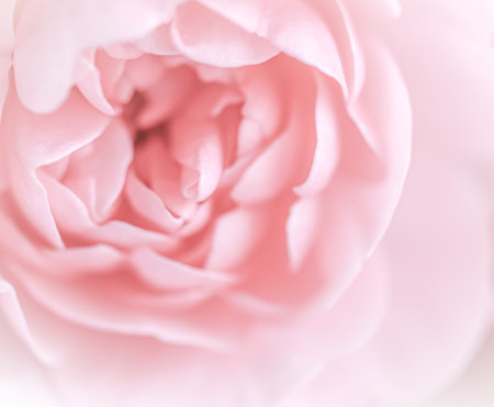 Pale pink rose flower. Soft focus. Macro flowers backdrop for holiday brand designの写真素材