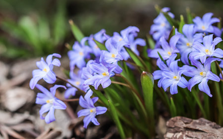 Blooming beautiful blue Chionodoxa flowers in the spring gardenの写真素材