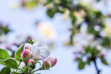 Background of white pink flowers of an apple tree with green leaves in a spring garden. soft focusの写真素材