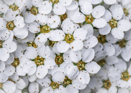 Thunberg Spirea, Spiraea Thunbergii, bush in blossom. background of white flowersの写真素材