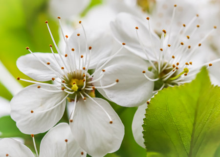 Beautiful white plum flowers in a spring garden on a sunny dayの写真素材