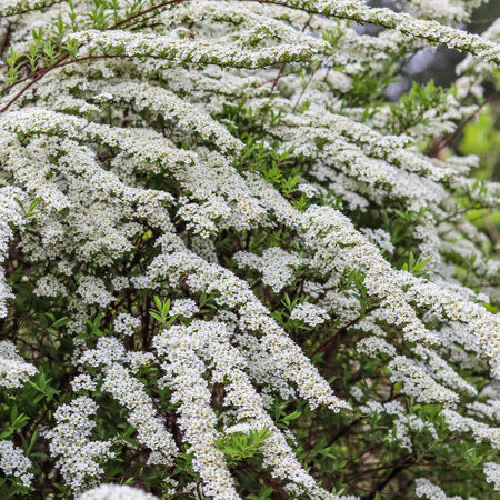 Thunberg Spirea, Spiraea Thunbergii, bush in blossom. Background of white flowers. gardening concept