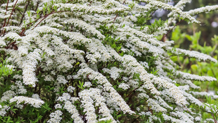 Thunberg Spirea, Spiraea Thunbergii, bush in blossom. Background of white flowers. gardening conceptの写真素材
