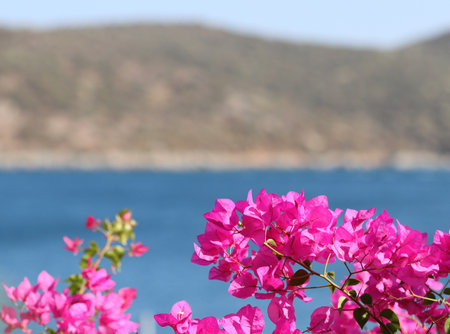 Purple bougainvillea flowers on the background of the sea and the island. Summer vacation and coastal nature conceptの写真素材
