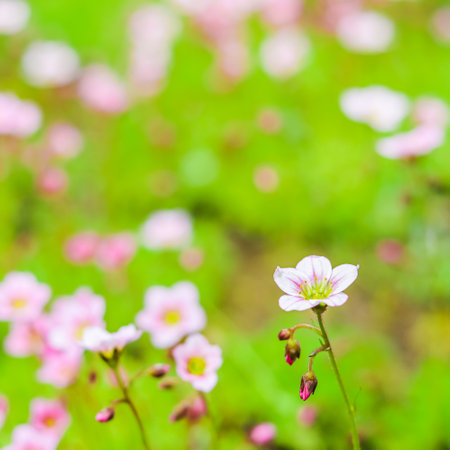 Delicate white pink flowers of Saxifrage moss in the spring garden. floral backgroundの写真素材