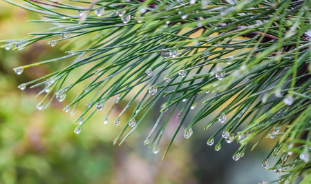Close up of green pine leaves with water drops after rain. Evergreen coniferous tree. natural...