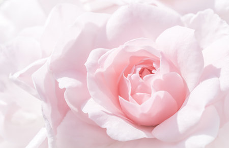 Pale white pink rose flower. Macro flowers backdrop for holiday design. Soft focus, abstract floral backgroundの写真素材