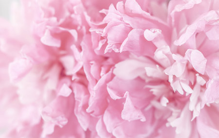 White pink peony petals. Soft focus. Abstract floral background for holiday brand designの写真素材