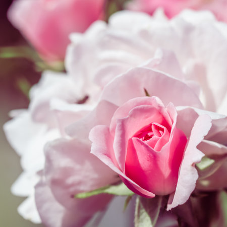 Pale pink rose flowers. Macro flower backdrop for holiday design. Soft focus, abstract floral backgroundの写真素材