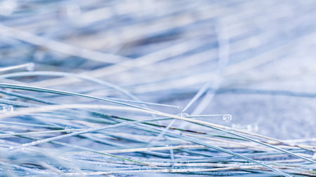 Soft focus ornamental grass Blue Fescue Festuca glauca with water drop. Blurred autumn backgroundの写真素材