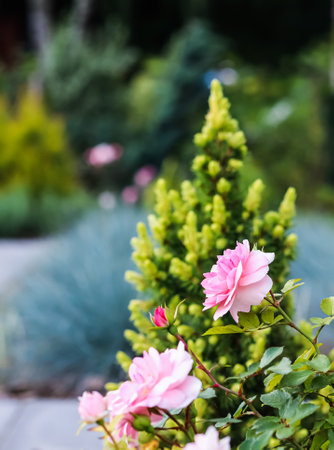 Pink roses on a background of green spruce and blue lavender in the garden. Landscape design conceptsの写真素材