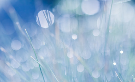 Soft focus ornamental grass with water drop. Blurred blue backgroundの写真素材