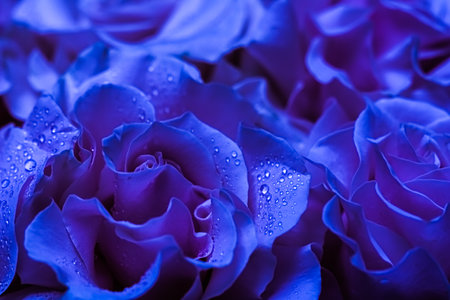 Background of blue roses. Macro flowers backdrop for holiday brand designの写真素材