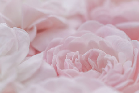 Pale pink roses. Soft focus. Macro flowers background for holiday brand design.の写真素材