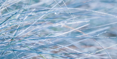 Soft focus ornamental grass Blue Fescue Festuca glauca with water drop. Blurred autumn backgroundの写真素材