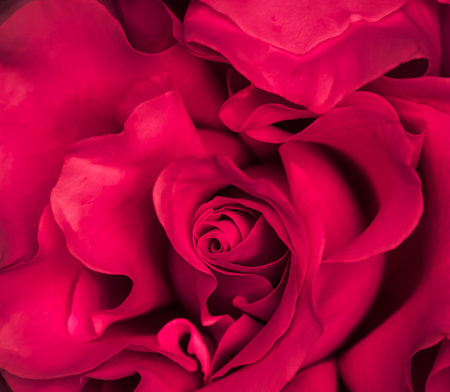Background of red roses. Macro flowers backdrop for holiday brand designの写真素材