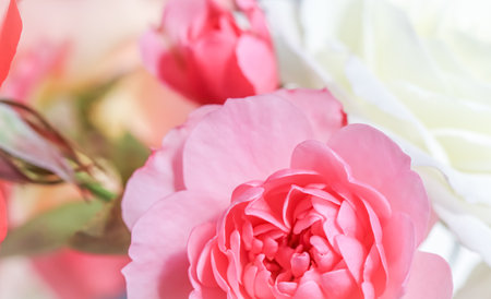Pink roses. Soft focus. Macro flowers background for holiday brand design.の写真素材
