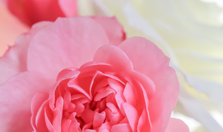 Pink roses. Soft focus. Macro flowers background for holiday brand design.の写真素材