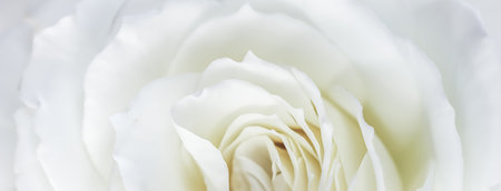 Abstract floral background, white rose flower petals. Macro flowers backdrop for holiday design. Soft focus.の写真素材