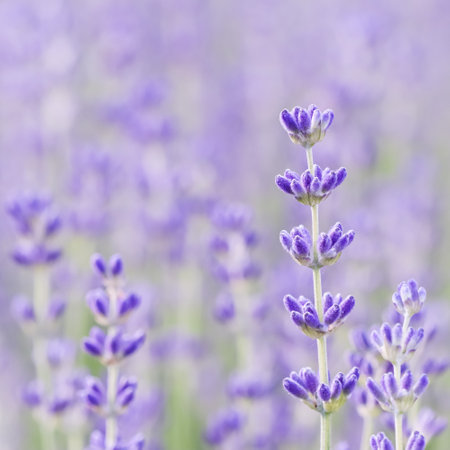 Lavender flowers blooming in the garden with blurred background on a summer dayの写真素材