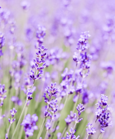Lavender flowers blooming in the lavender field. Soft focus. Floral backgrondの写真素材