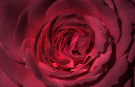 Red rose flower petals. Soft focus, abstract floral background. Macro flowers backdrop for holiday designの写真素材