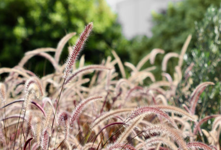 Decorative Purple Fountain Grass. Pennisetum Setaceum Rubrum. Natural background and gardening conceptの写真素材