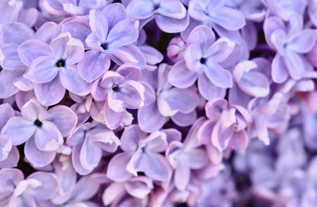 Background of blooming purple terry lilac. Soft focus. Floral backdrop