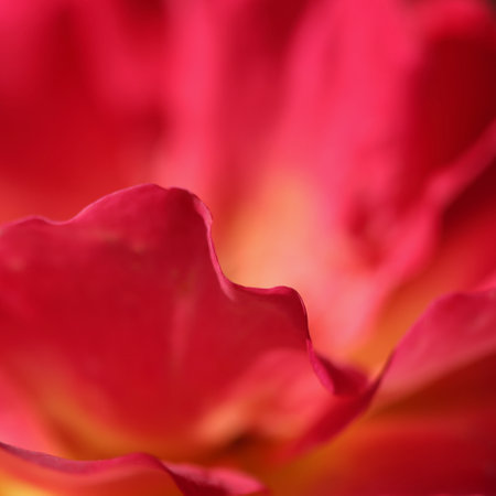 Pink yellow rose flower. Macro flowers background for holiday design. Soft focusの写真素材
