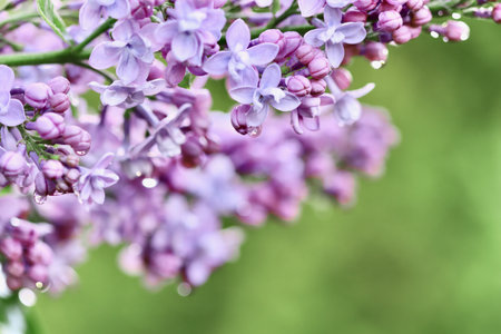 Blooming purple terry lilac with water drops after rain against green background. Soft focus. Floral...
