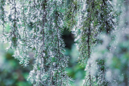 Closeup Blue leaves of evergreen coniferous tree Juniperus Horstmann after rain. Extreme bokeh with light reflection. Blurred nature backgroundの写真素材
