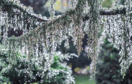 Closeup Blue leaves of evergreen coniferous tree Juniperus Horstmann after rain. Extreme bokeh with light reflection. Blurred nature backgroundの写真素材