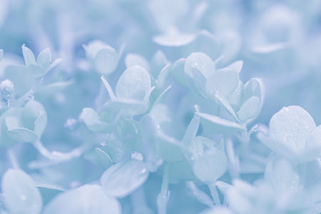 Background of white blue petals of Hydrangea or Hydrangea close-up. Soft focus